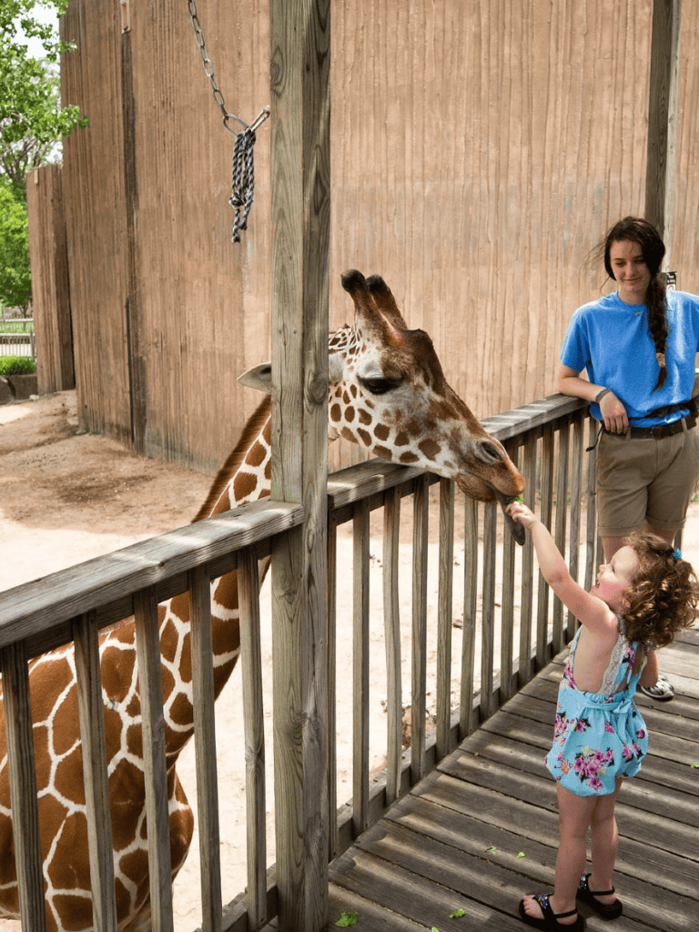 Giraffe feeding at Quest for Directions animal sanctuary, family-friendly wildlife attraction.