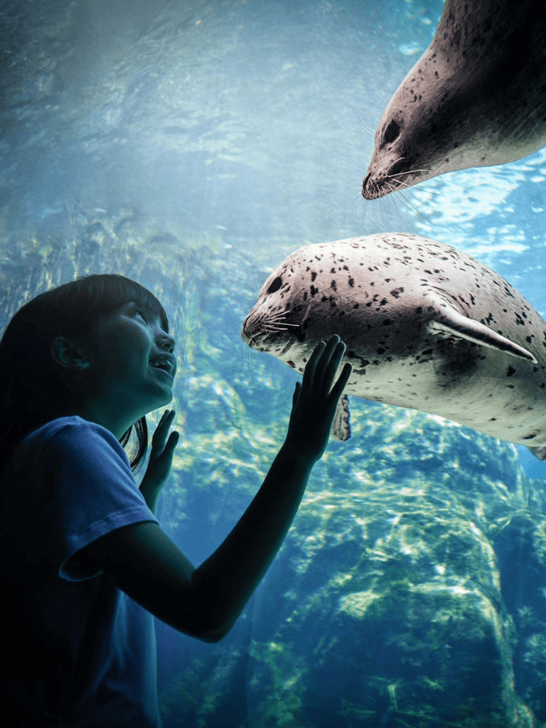 Underwater girl with seals at marine exhibit.