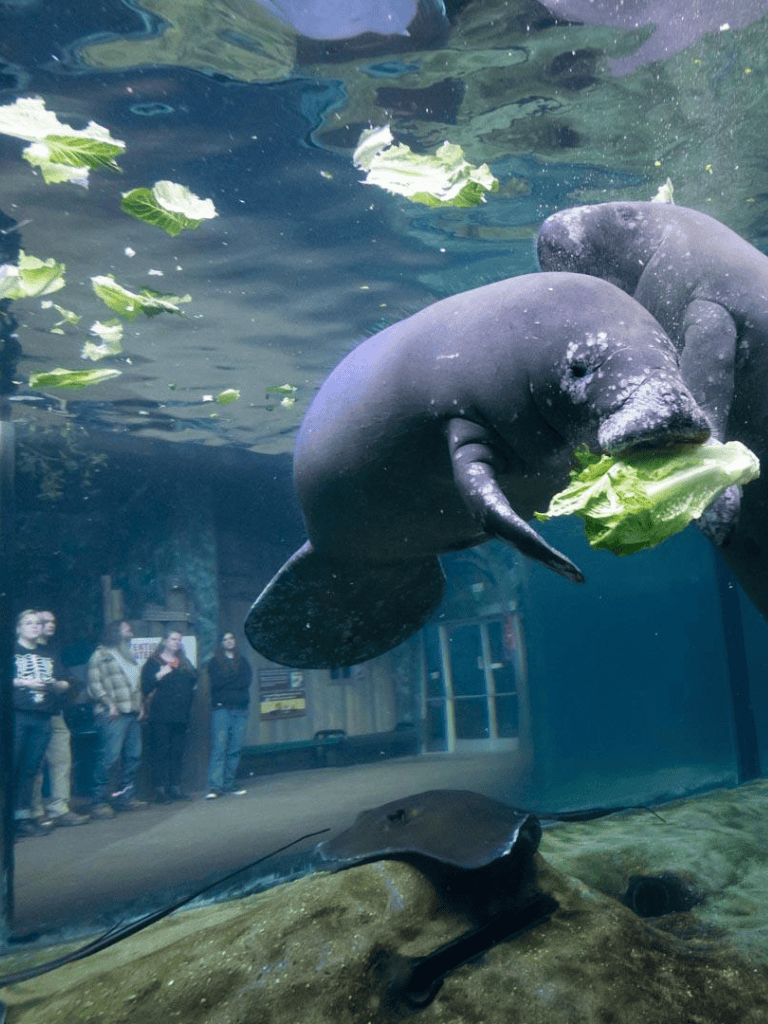 Unusual baby pygmy hippopotamus eating lettuce in an aquarium exhibit.