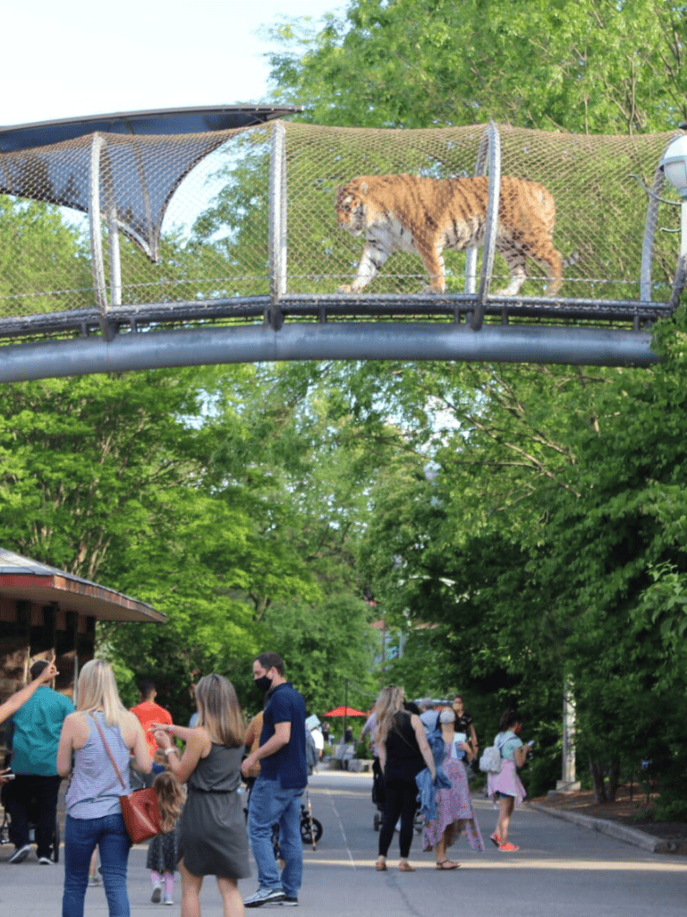 Tiger walking on elevated enclosure at zoo in lush green environment.