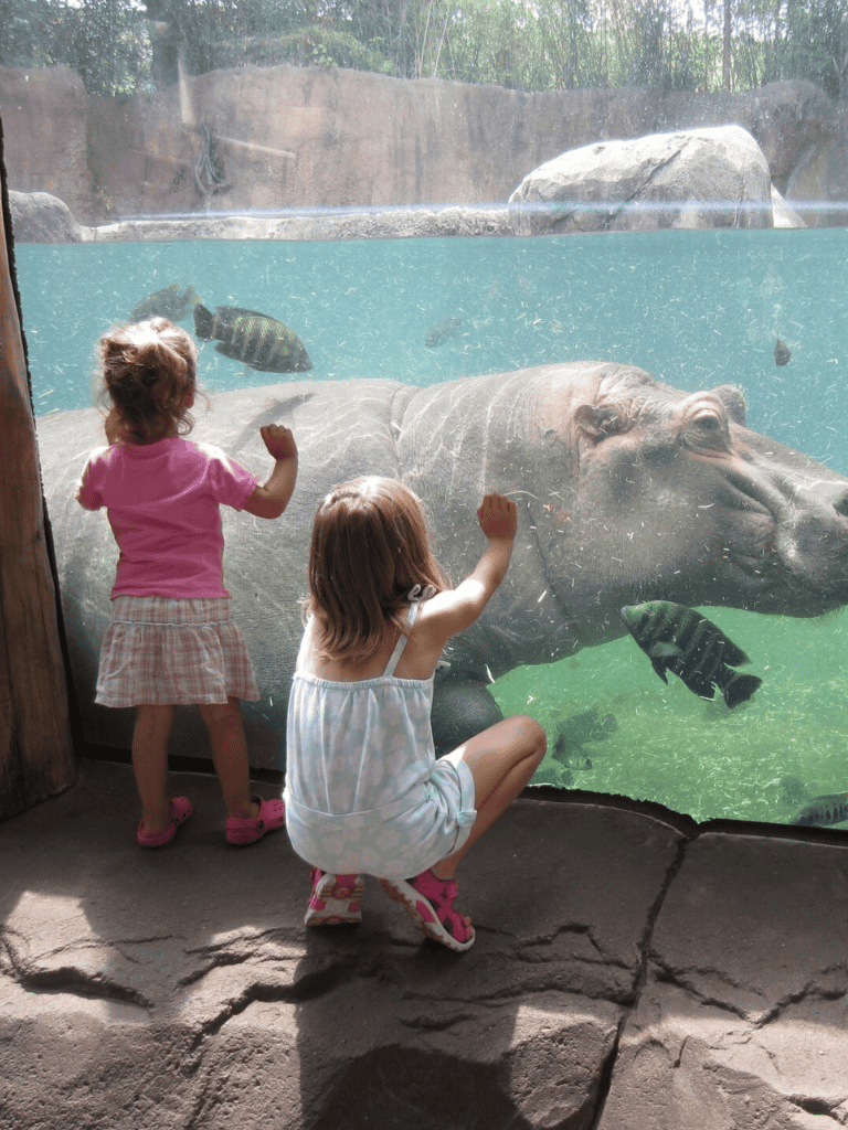 Children observing a hippopotamus at the zoo.