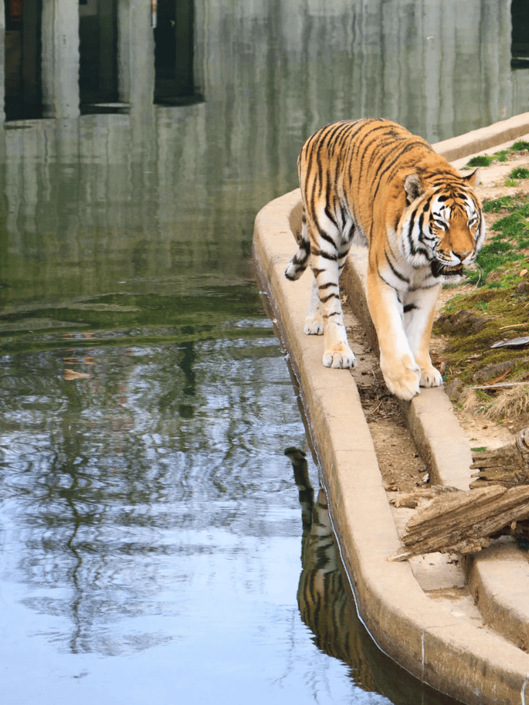 Majestic tiger walking along water's edge at QuestForDirections wildlife sanctuary.