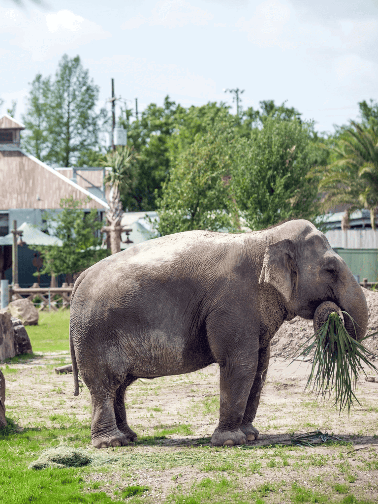 Elephant eating palm leaves in a zoo or wildlife park setting.