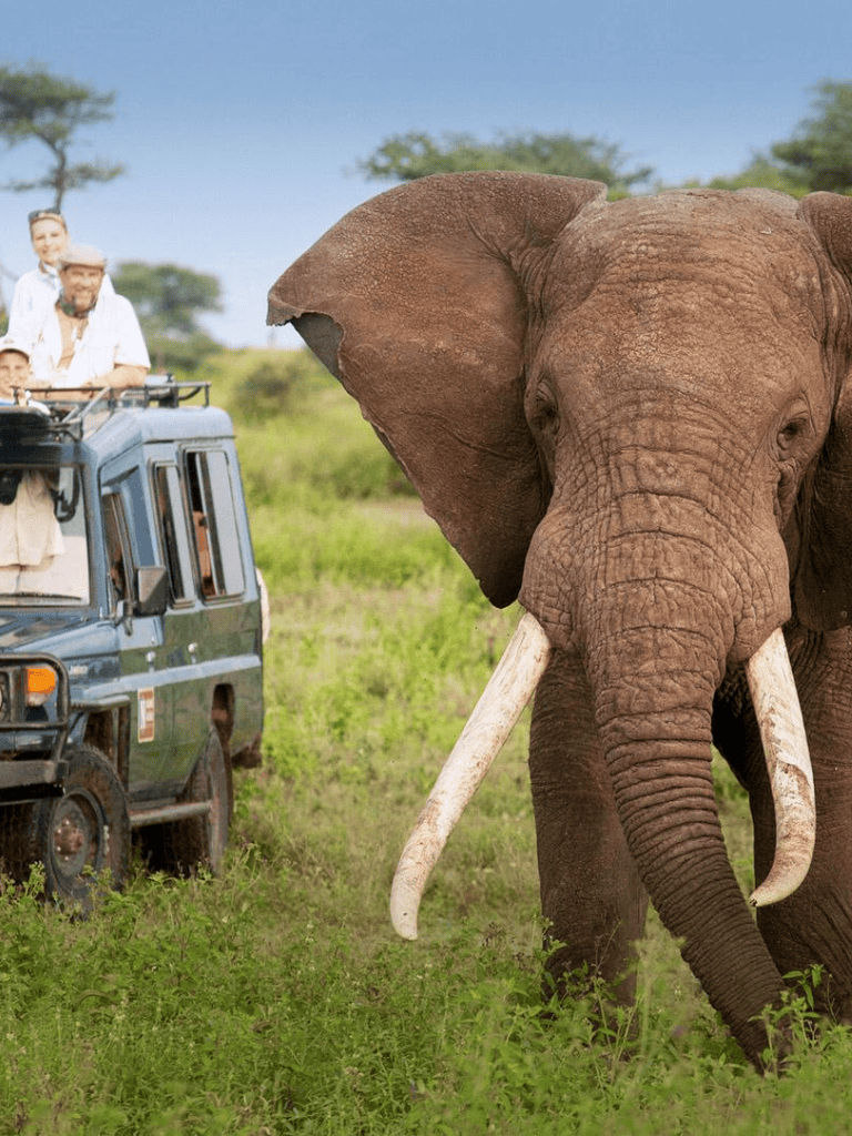 Elephant and safari tourists on a game drive in the African wilderness.