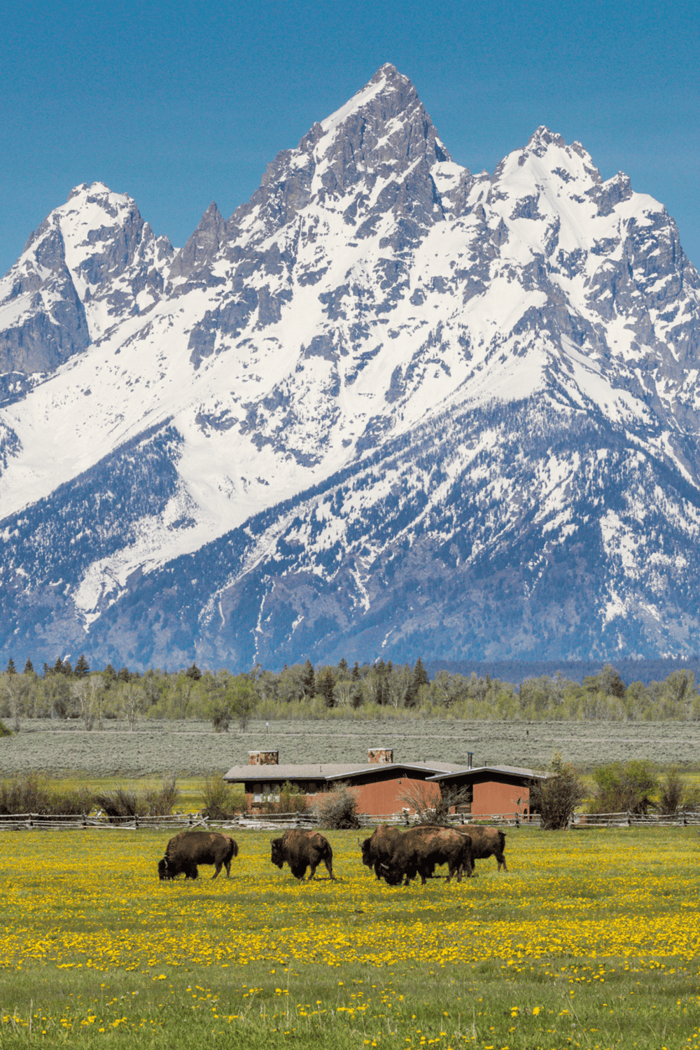 Majestic snow-capped mountains with lush green valley and bison grazing in quest for nature adventure.