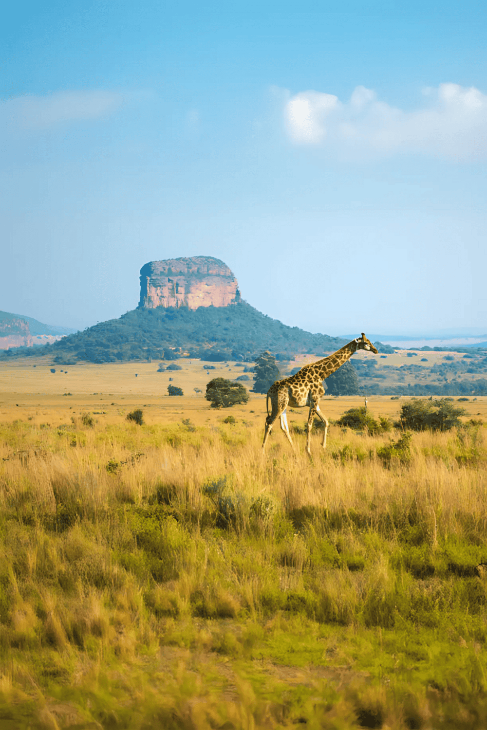 Giraffe in African savannah with mountains and blue sky.