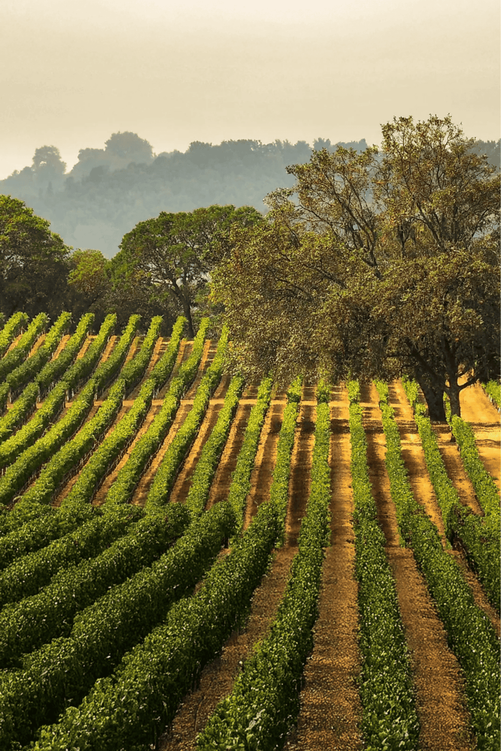 Lush vineyard landscape with rows of grapevines and scenic hills in the background.