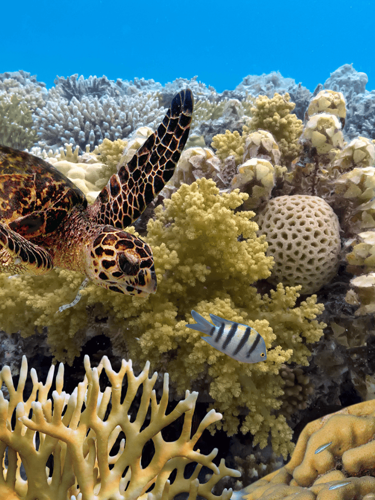 Colorful coral reef with a sea turtle and tropical fish in clear ocean water.