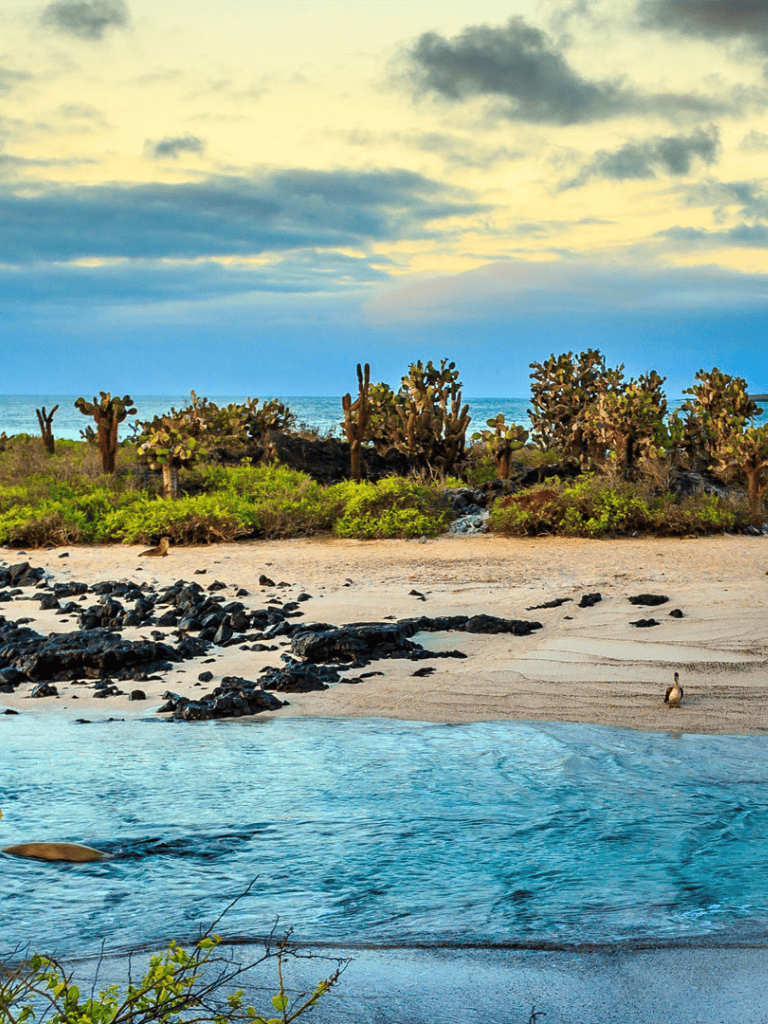 Secluded beach with cacti and ocean view, tropical paradise with natural scenery and desert landscape.