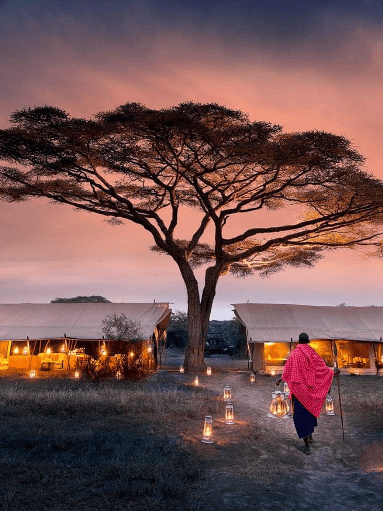 Serengeti safari camp at sunset with tents and acacia tree, African wildlife adventure destination.
