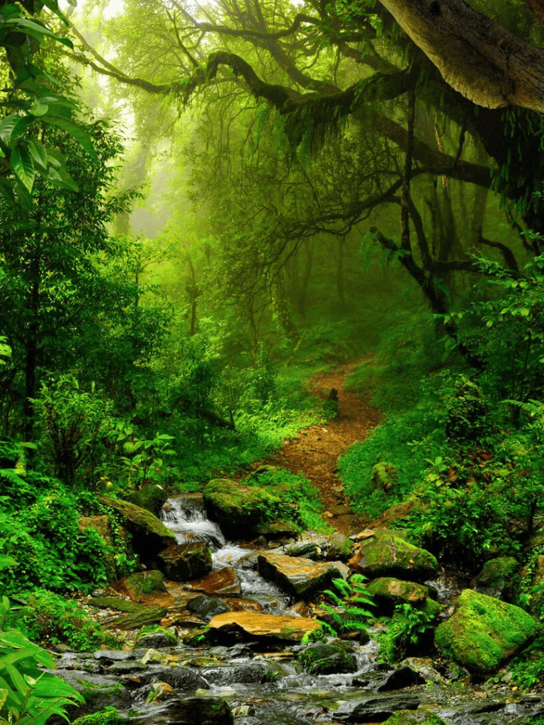Lush green rainforest with flowing stream and vibrant foliage, nature trail, adventure, eco-tourism.