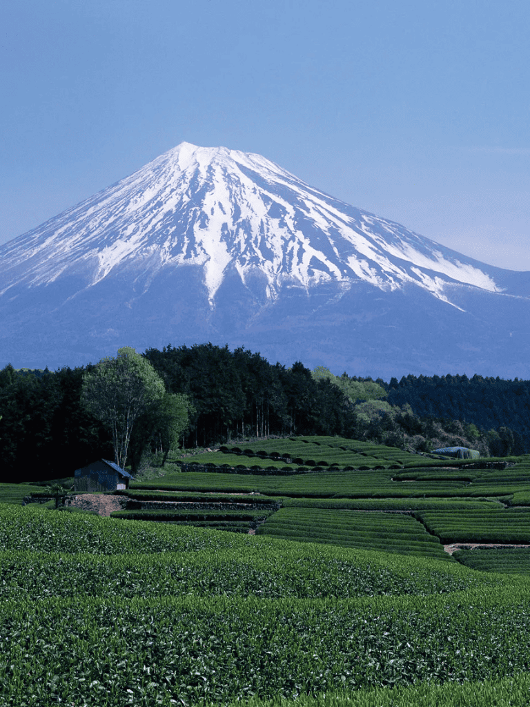 Snow-capped Mount Fuji with lush green tea fields in Japan, beautiful scenic landscape, iconic Japanese mountain, travel destination.