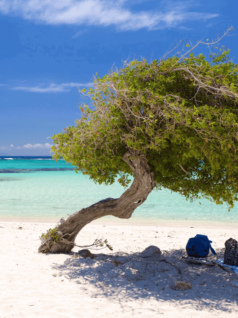 A lush seaside tree on a white sandy beach with turquoise waters and a clear blue sky in the background.