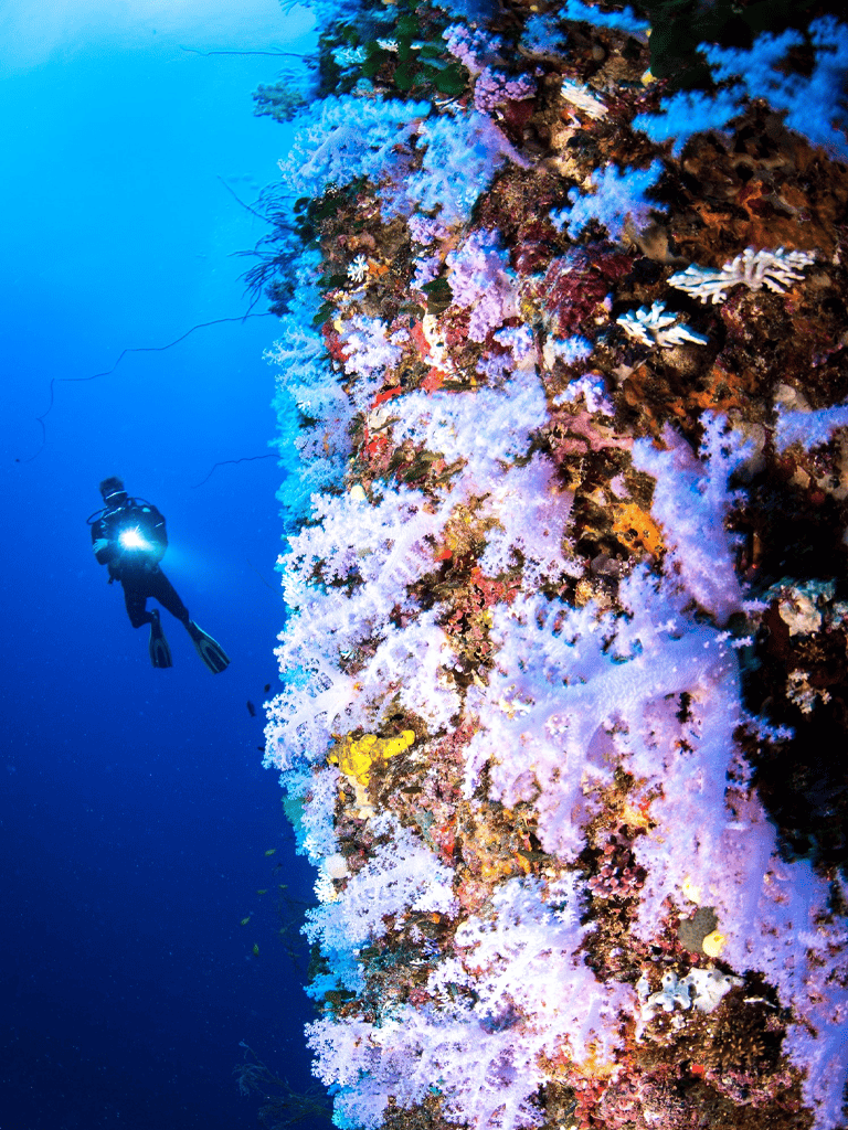 Colorful coral reef with scuba diver exploring underwater landscape.