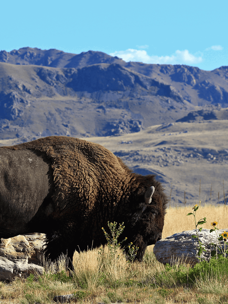 Huge bison grazing in grassy plains with mountains in background, scenic outdoor nature landscape.
