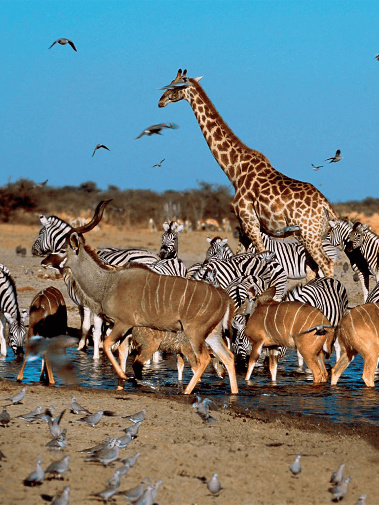 Giraffe and zebra herd at watering hole in African savannah with birds flying overhead.