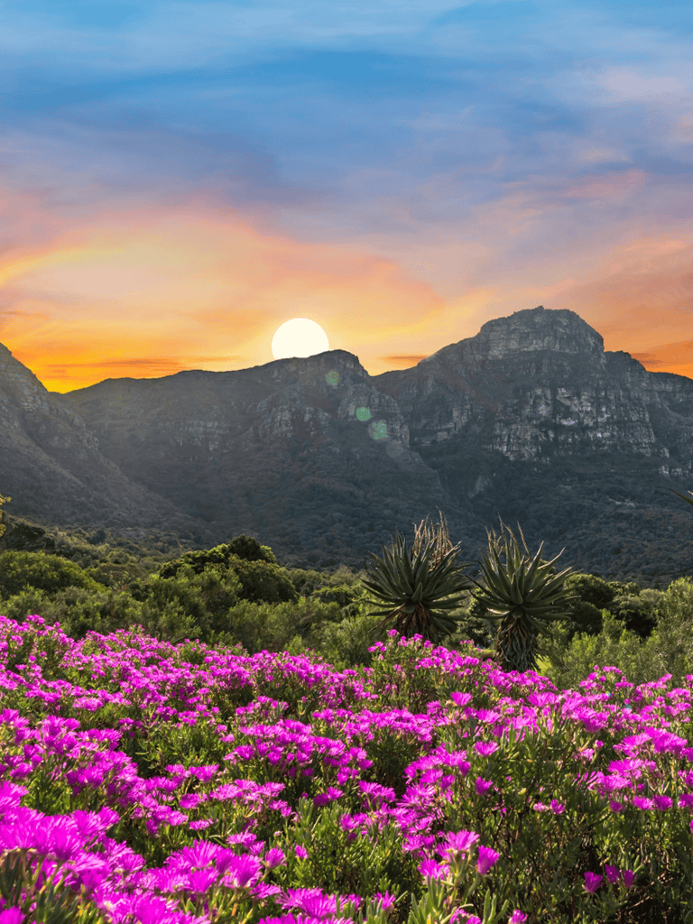 Vibrant purple flowers in front of mountain landscape at sunset, lush scenery.