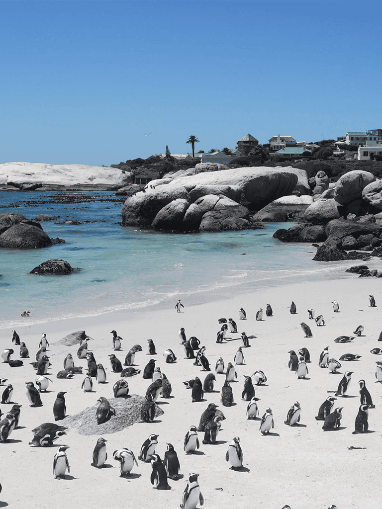Cute penguins on a sandy beach with rocks and ocean in the background, scenic coastal landscape.
