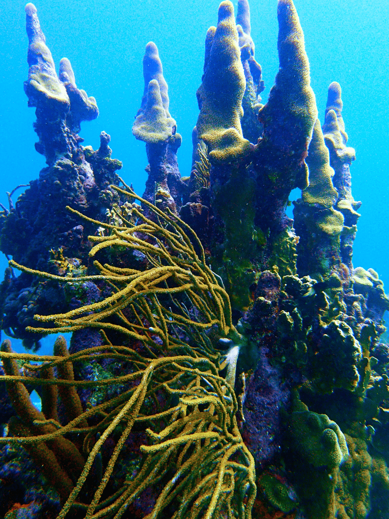 Vibrant underwater coral reef scene with colorful sponges and marine life at a popular diving location.
