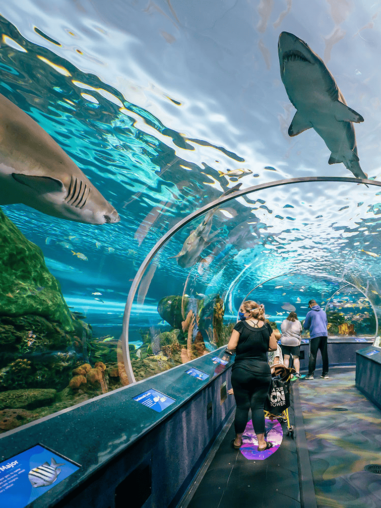 Shark tank at an aquarium with visitors observing marine life through a transparent tunnel.