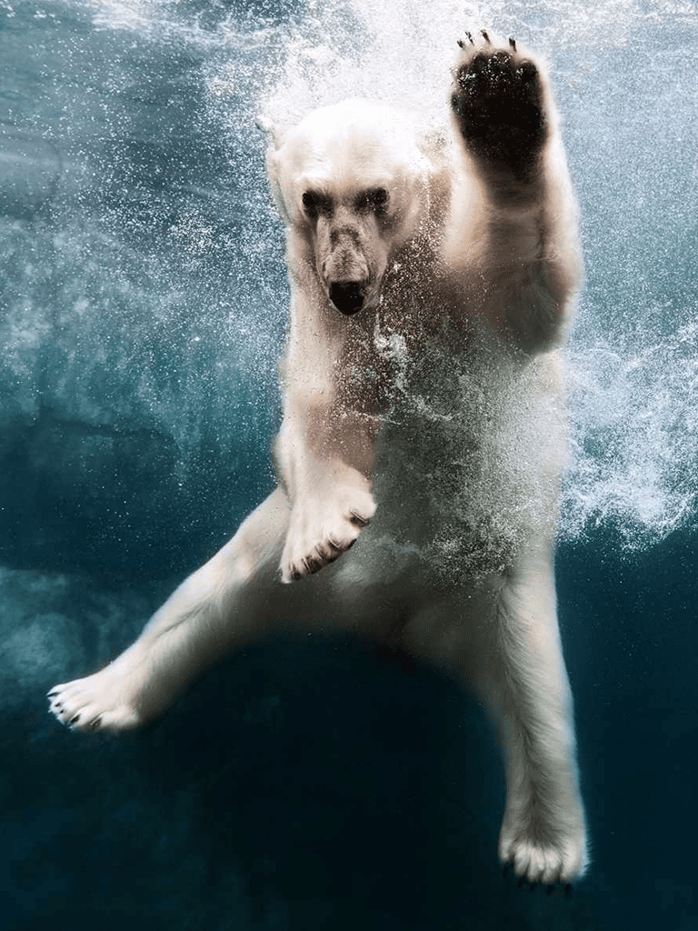 Active bear swimming in water, showcasing wildlife and nature adventure.