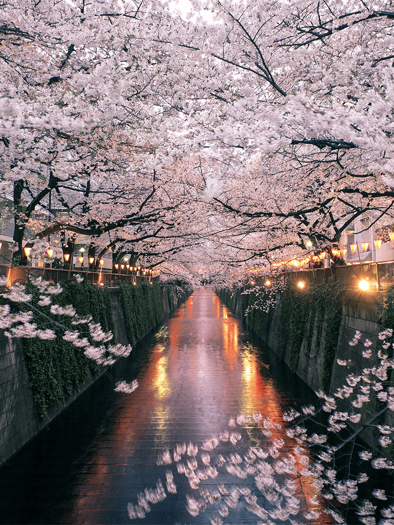 Cherry blossom trees blooming over a tranquil river at dusk, postcard-perfect scene, scenic Japan spring landscape.