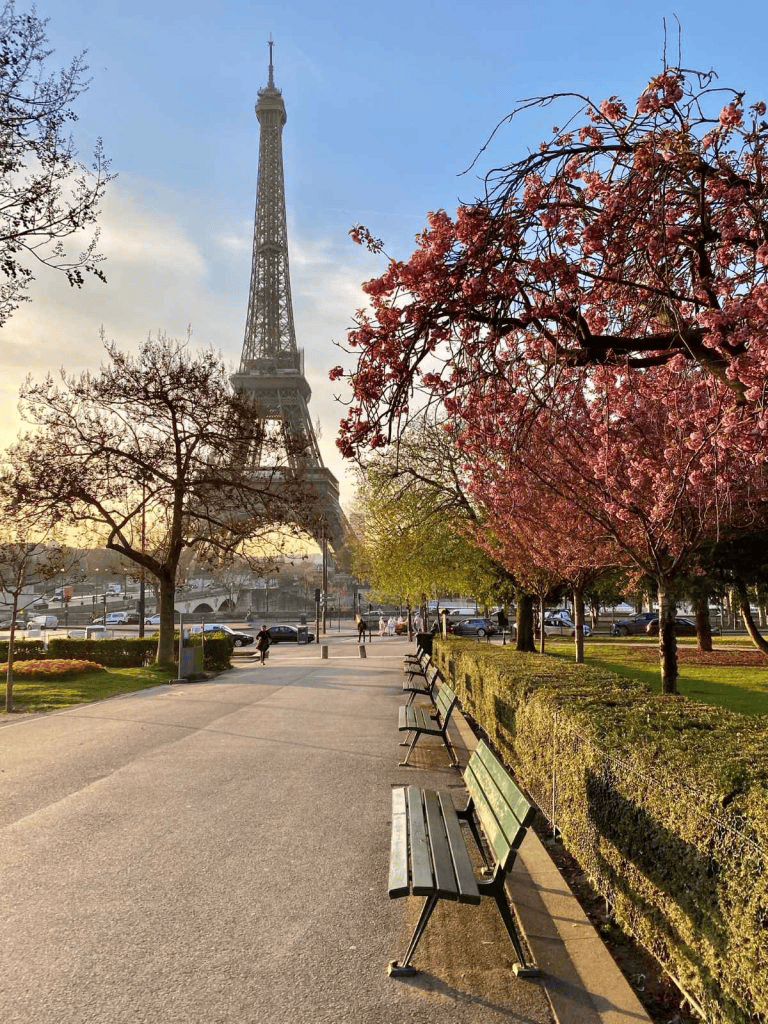 Eiffel Tower view with blooming cherry blossoms in springtime, Paris outdoor scenery, travel, sightseeing, iconic landmark.