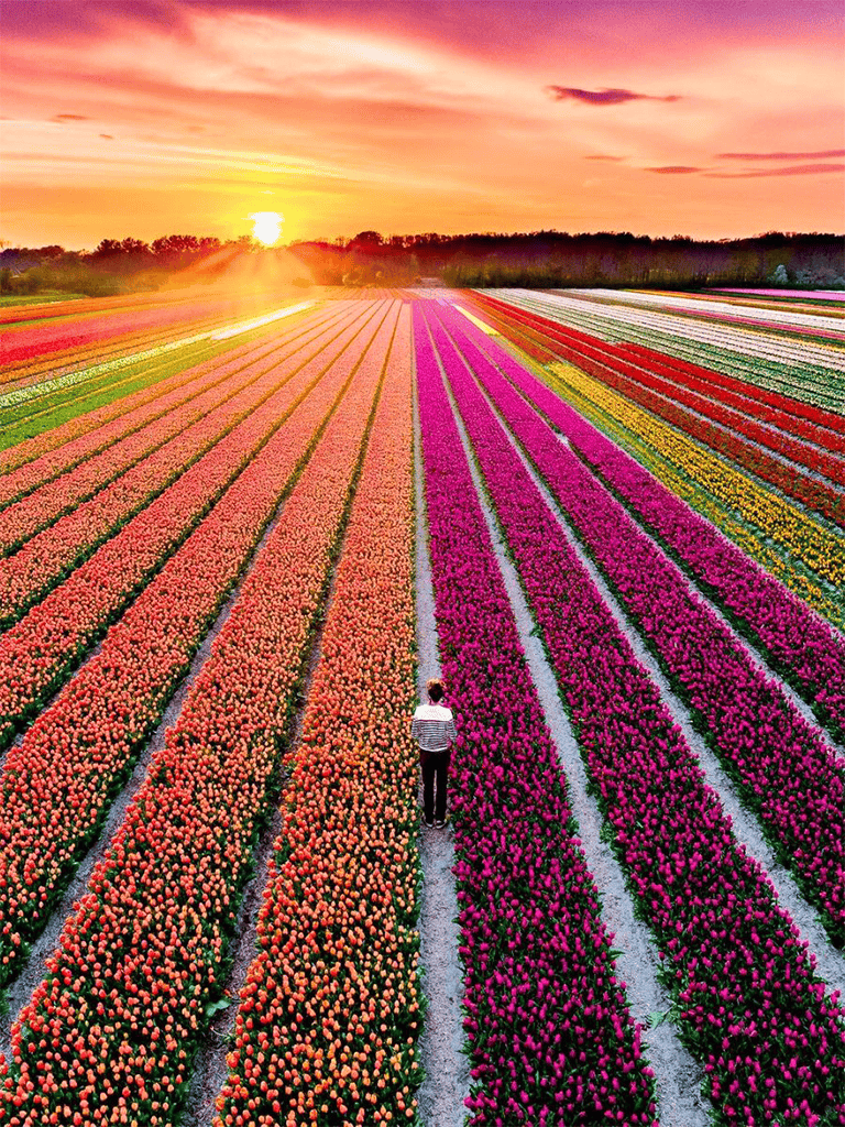 Vibrant tulip fields during sunset with colorful rows of flowers and a person walking along the path.