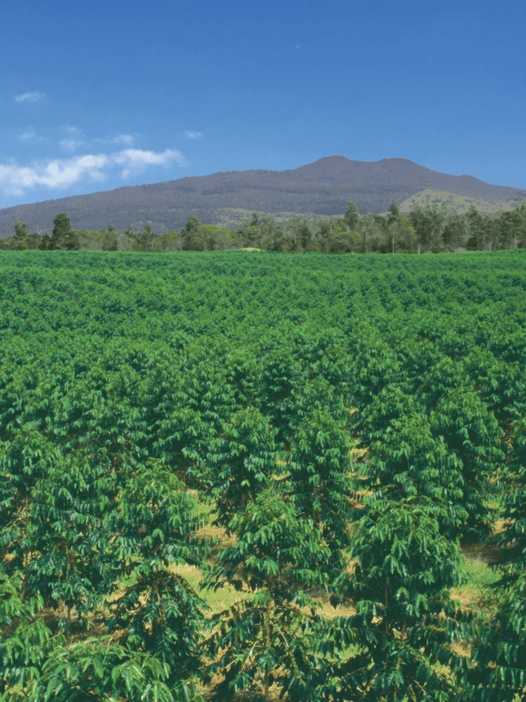 Lush green coffee plantation with mountains in the background under blue sky, key for agricultural and travel SEO.