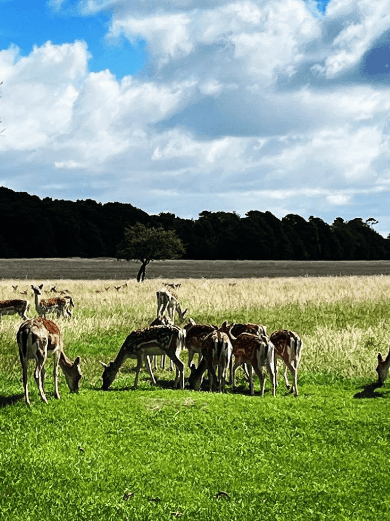 Giraffes grazing on green grass in an open field with cloudy sky backdrop.