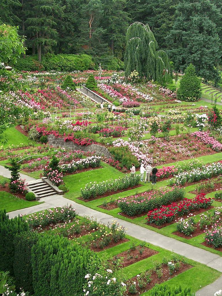 Colorful rose garden with vibrant flower beds and lush greenery.