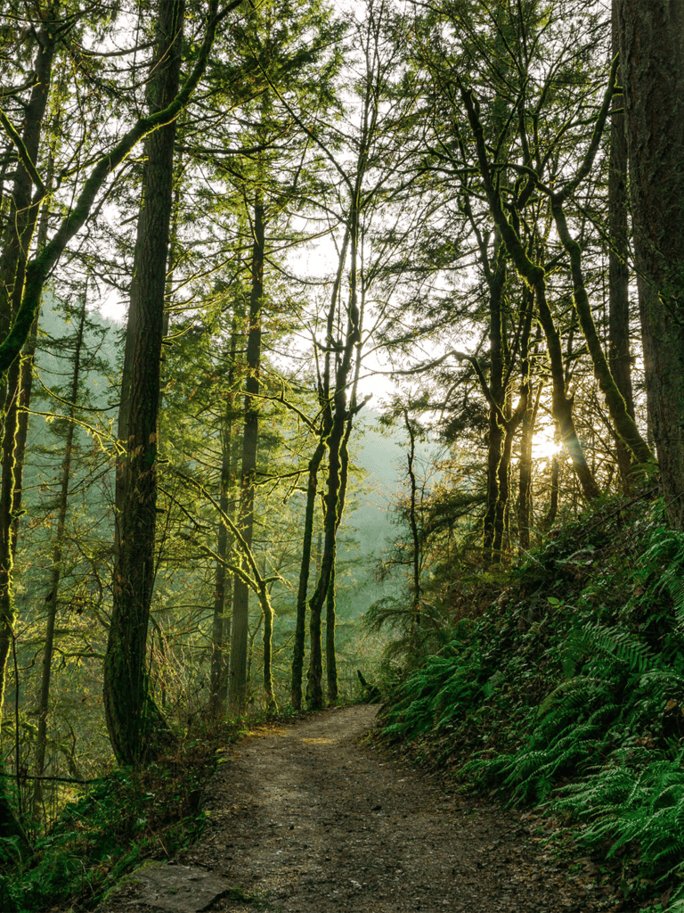 Lush forest trail with tall trees and sunlight streaming through, ideal for nature walks and outdoor exploration.