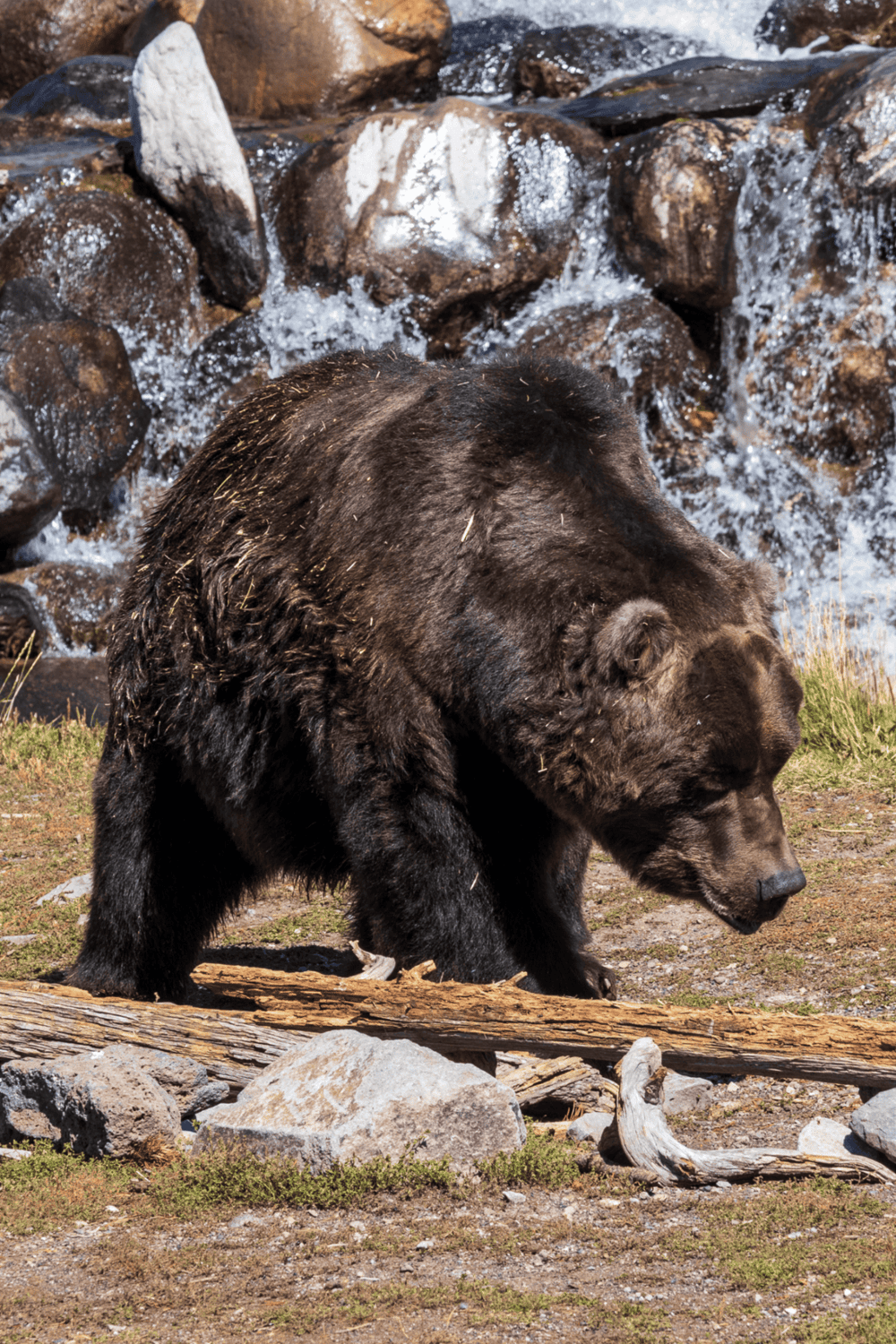 Majestic brown bear in Alaska wilderness near waterfall and rocks, wildlife photography.