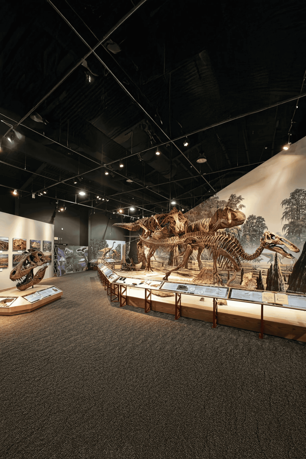 Fossil dinosaur skeleton exhibit at QuestForDirections museum, showcasing prehistoric fossils and educational displays.