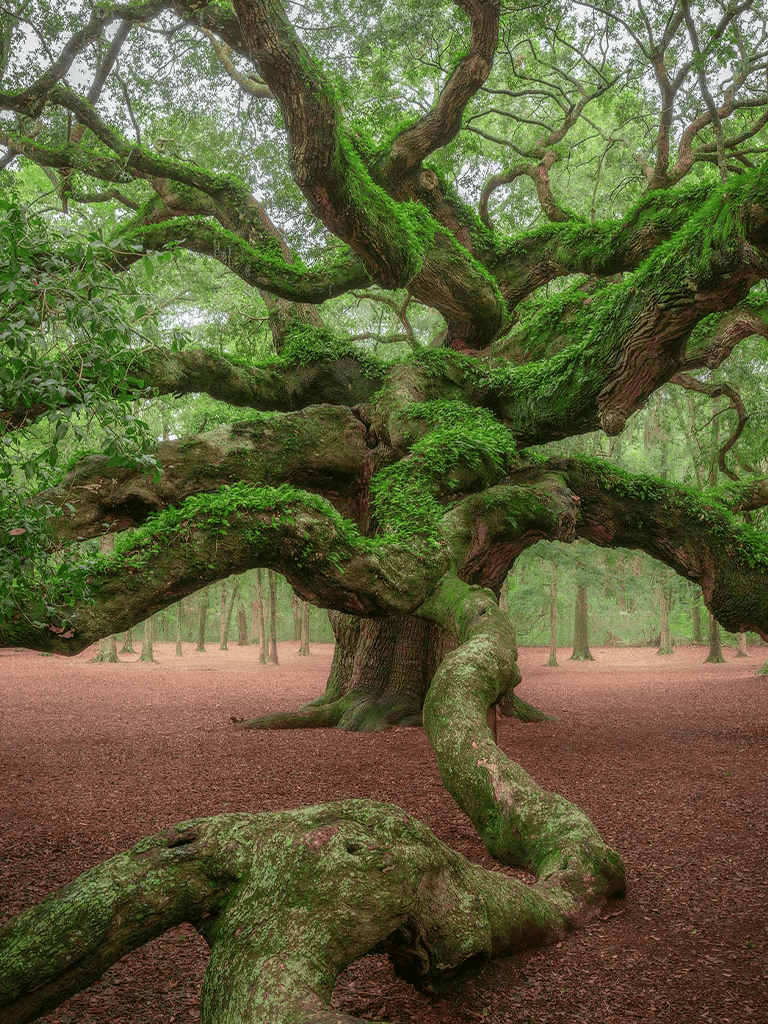 Ancient moss-covered tree in lush green forest, remarkable natural beauty, perfect for nature lovers.