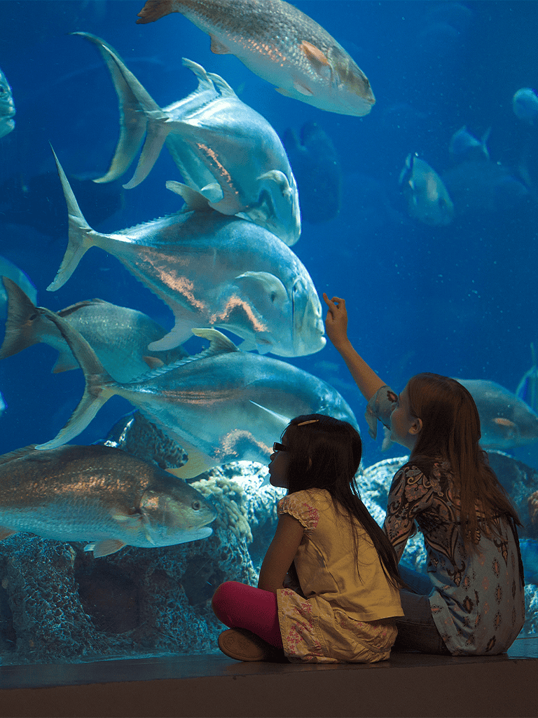 1. Children viewing large aquarium fishes at QuestForDirections.