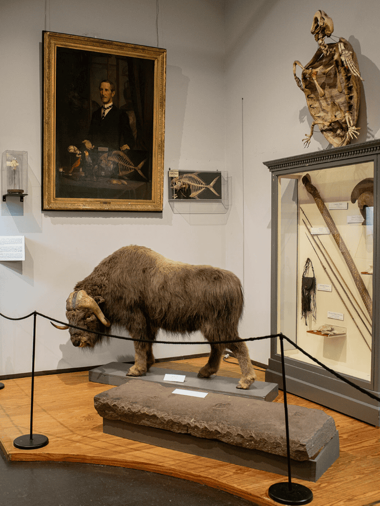 Ancient bison exhibit at QuestForDirections museum showcasing prehistoric wildlife and fossils.