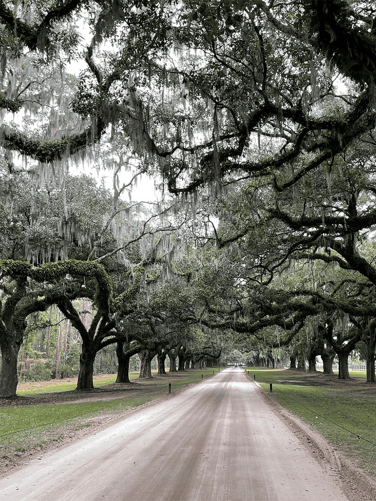 Old oak trees lining a scenic dirt road in Louisiana, perfect for nature and travel enthusiasts.