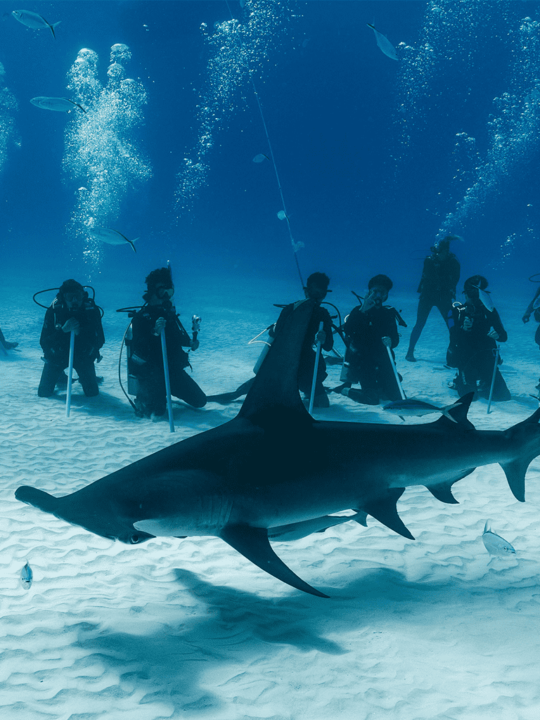 Scuba divers with a shark underwater, exploring marine life in clear blue ocean waters.