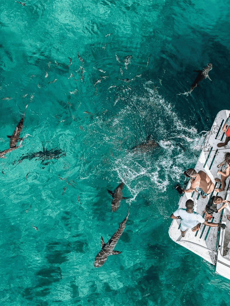 Sharks approaching boat, marine life adventure, and ocean exploration scene for nature enthusiasts.