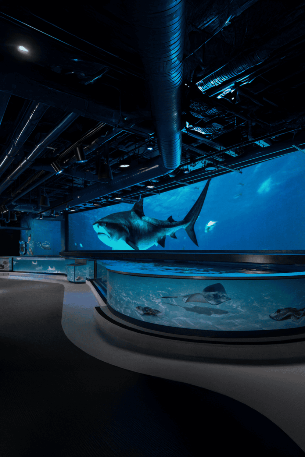Giant shark model at an aquarium exhibit, showcasing marine life and underwater scenery for educational fun.