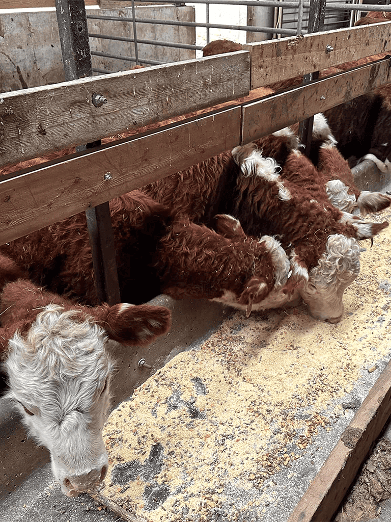 Calves eating hay in a barn at QuestForDirections farm.