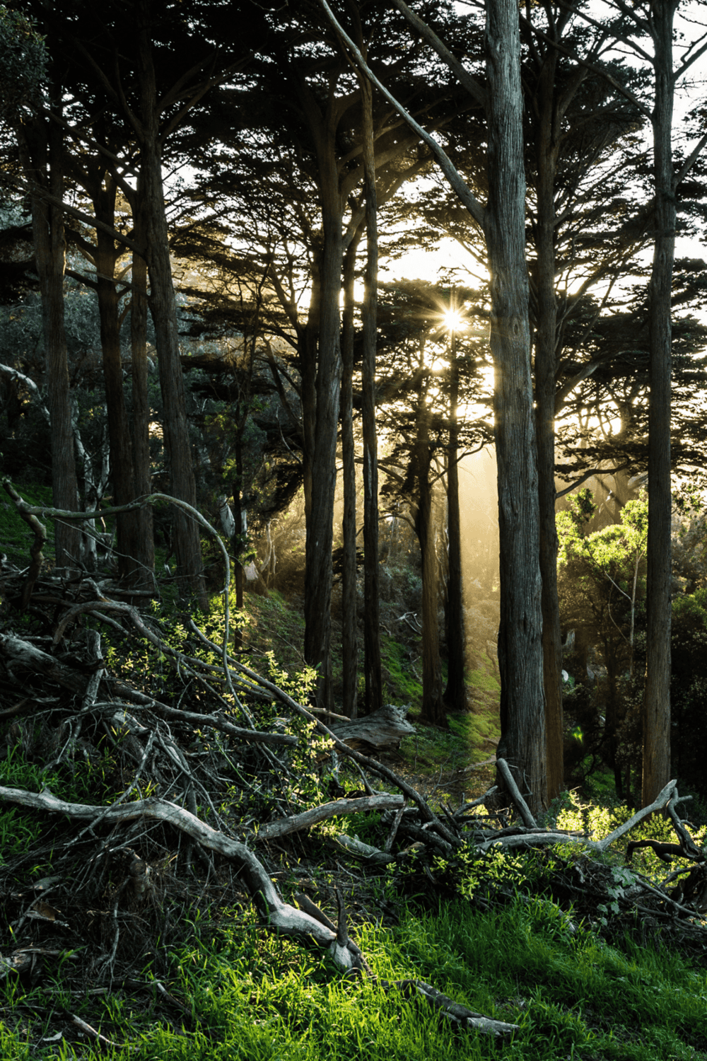 Sunlit forest with tall trees and sun rays shining through the branches, peaceful nature scene for outdoor excursions.