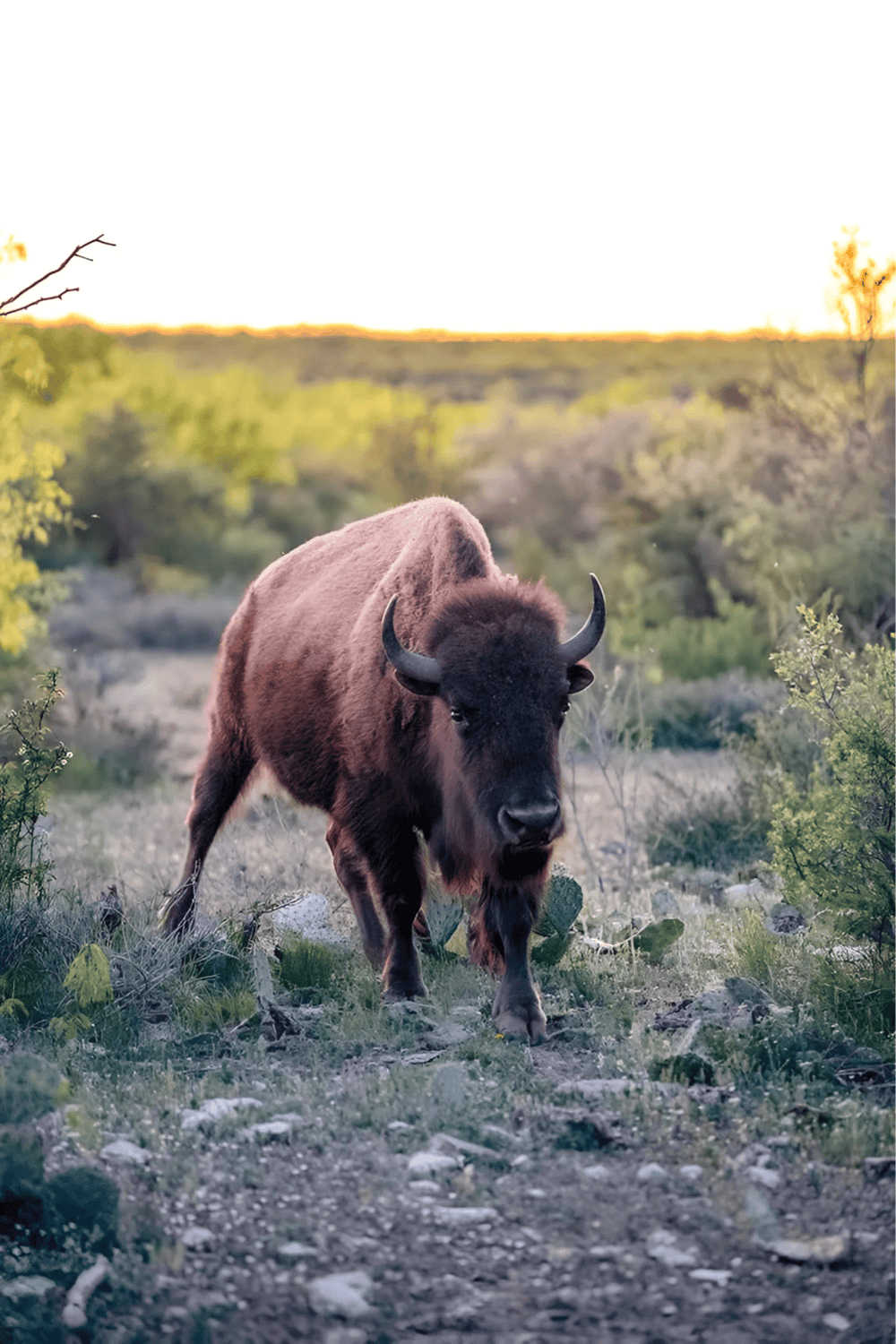 Majestic bison walking through desert landscape at sunset, wildlife adventure in America’s plains, nature photography.