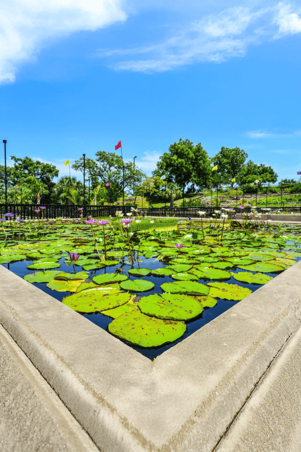 Water lily pond with vibrant flowers and lush greenery, scenic outdoor park.