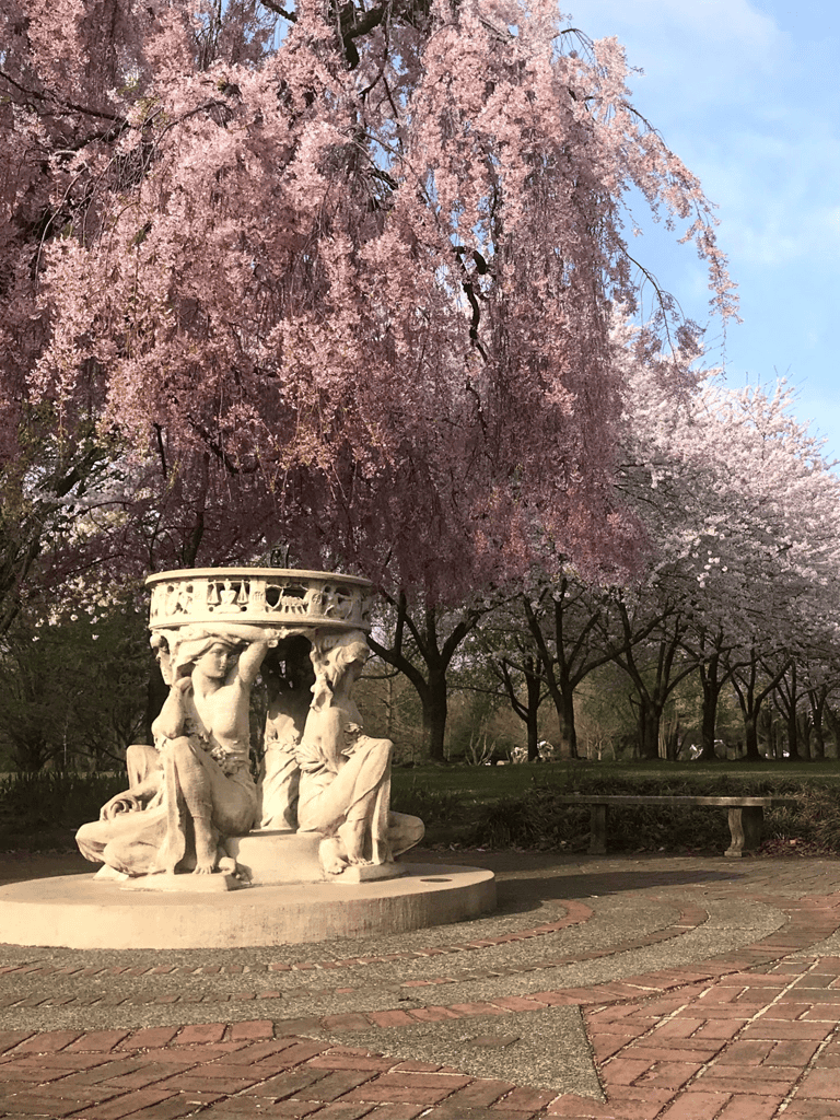 Cherry blossom trees with a decorative stone fountain in a park setting.