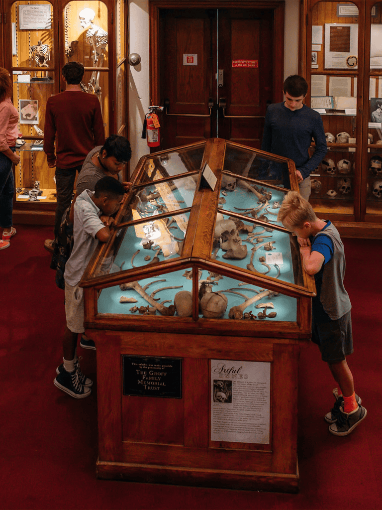 Skull and bone exhibit in a museum display case with children observing and learning.