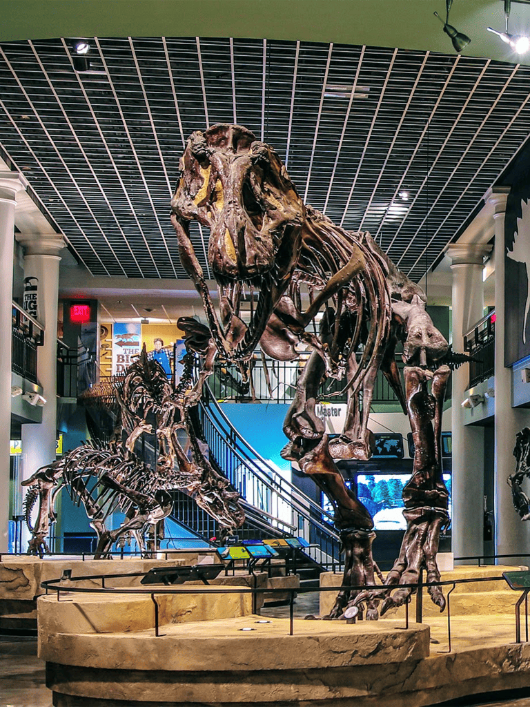 Huge Tyrannosaurus rex fossil display at QuestForDirections museum.
