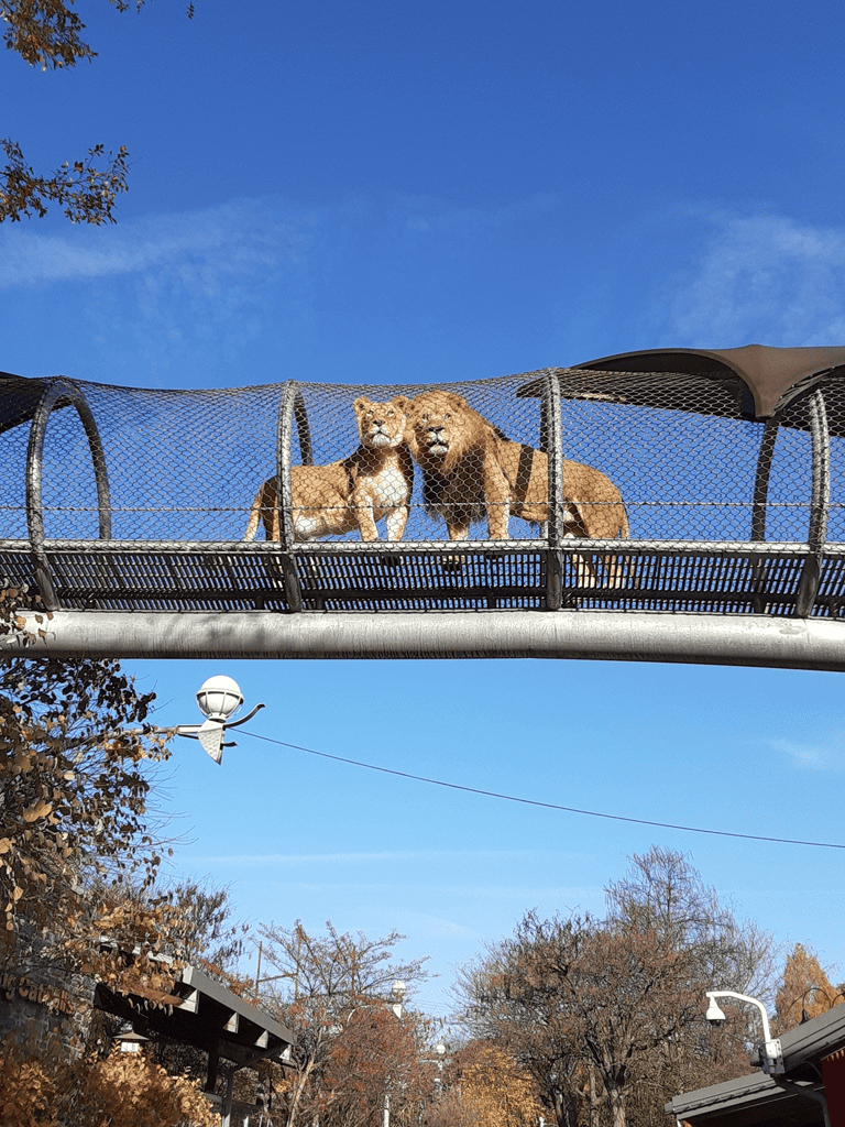 Lions on elevated glass bridge at Zoo, wildlife adventure, family-friendly animal attraction, zoo experience, QuestForDirections.