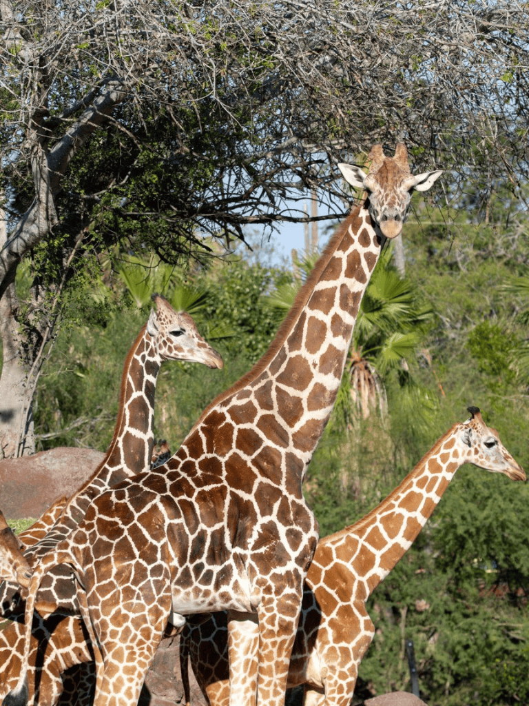 Elegant giraffes in a lush jungle setting with tall trees and green foliage.